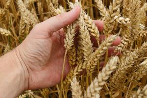 Урожай зерна в России окажется больше ожидаемого