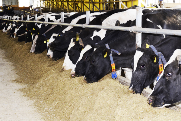 «ЭТО КЛАССНО!» Первое посещение уральских животноводов тентового молочного комплекса