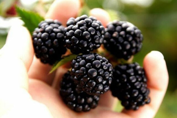 Топ-5 полезных ягод для мужского здоровья