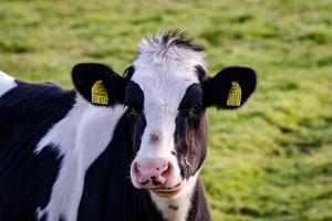 Житель Новгородской области заплатил за покупку несуществующей коровы