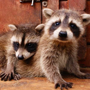 Вдвоем по одному билету! Акция для всех влюбленных!