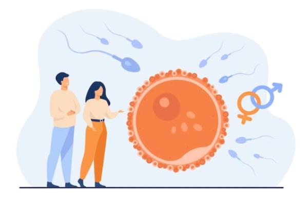 Как вернуть часть денег за проведение ЭКО