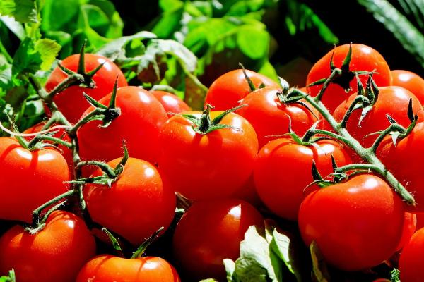 Как выбрать семена томатов для теплицы и купить их недорого