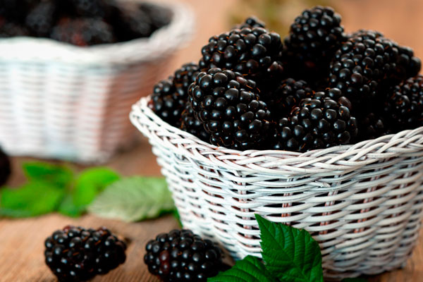 Доказанная польза ежевики: открытия ученых об уникальных свойствах этой ягоды