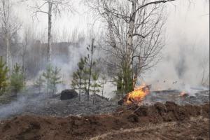 В Забайкалье горит тайга на площади в 730 гектар
