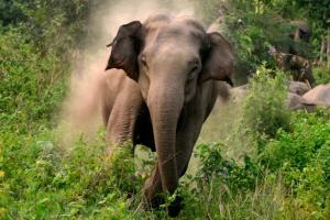 В Индии дикий слон чуть не растоптал любителей селфи