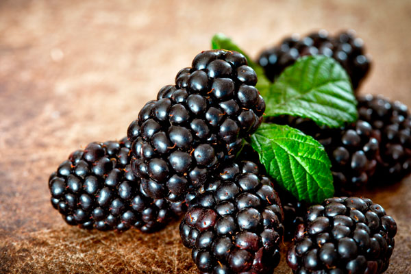 Невероятная польза ежевики для здоровья человека: что делает эту ягоду поистине волшебной