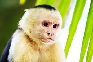 Оспа обезьян: может ли оспа обезьян вызывать проблемы с сердцем?