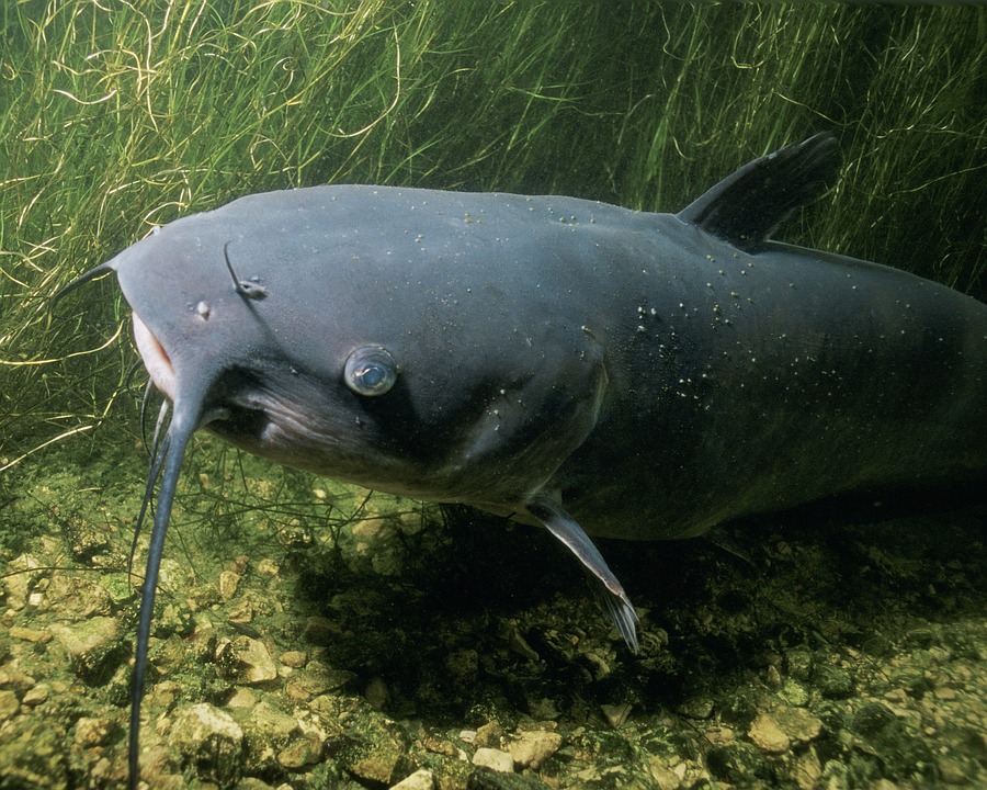 som_channel-catfish-86584_960_720.jpg