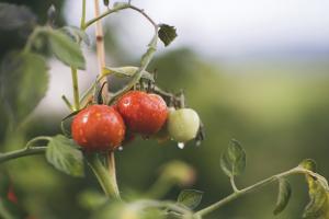 Как избавиться от серой гнили на томатах: препараты, профилактика и лечение