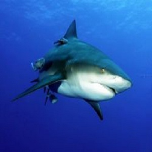 Ученые-биологи обнаружили генетическое сходство человека и акулы