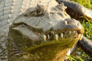 Древняя Русь знала крокодилов