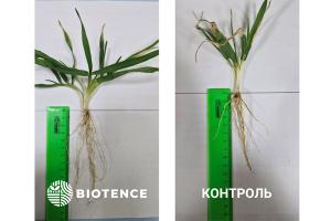 От семени до урожая: роль микроэлементов в начале жизни растений